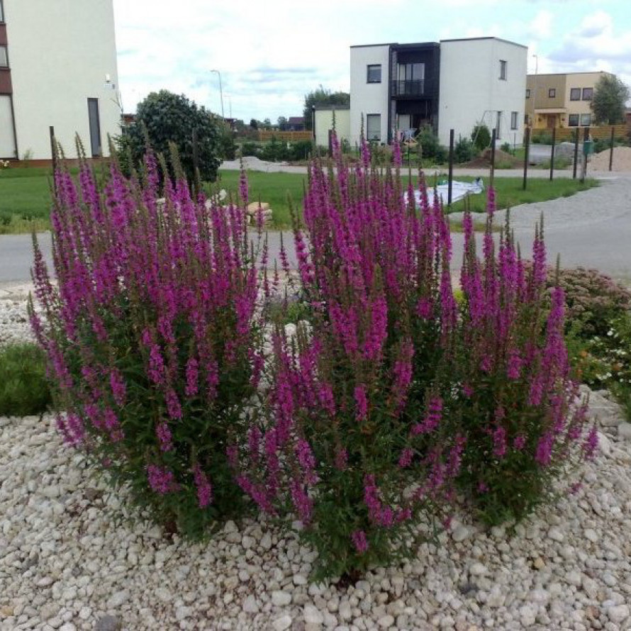 Дербенник иволистный Зигунерблют/Lythrum salicaria Zigeunerblut Р1,5
