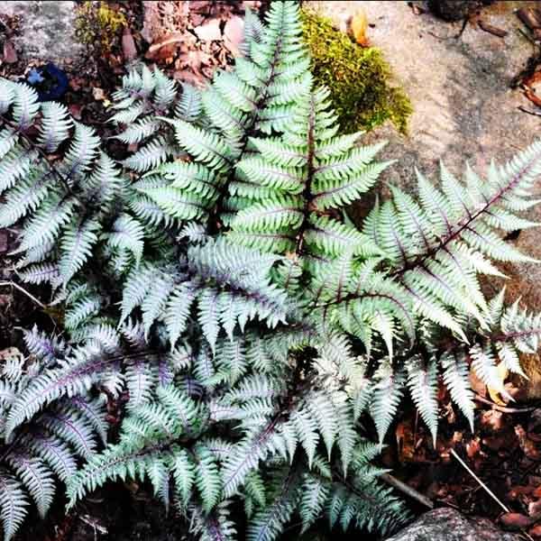 Кочедыжник (папоротник) ниппонский Пьютер Лейс/Athyrium nipponicum Pewter Lace Р1,5