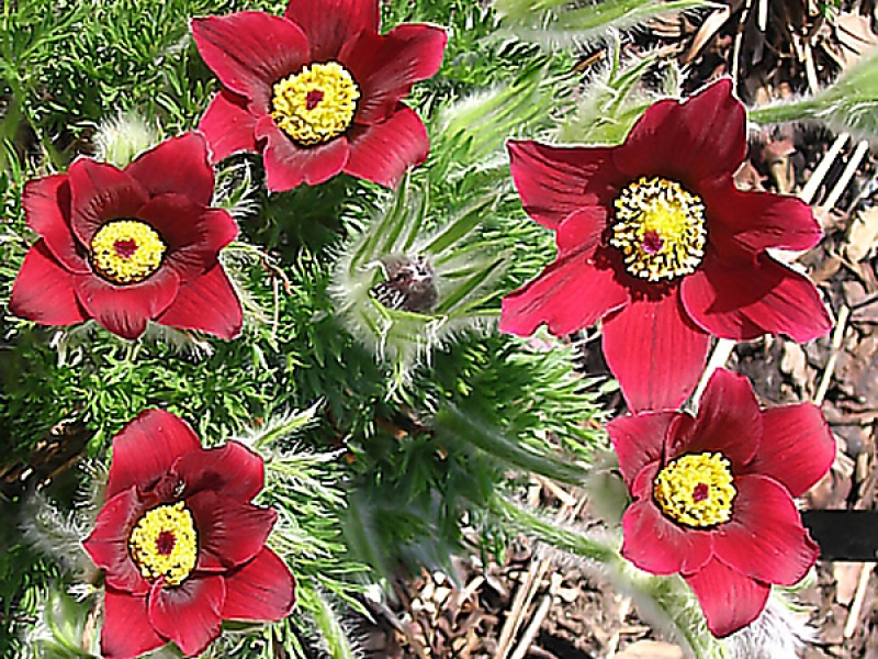 Прострел обыкновенный Рэд Беллс/Pulsatílla vulgaris  Red Bells P1.5