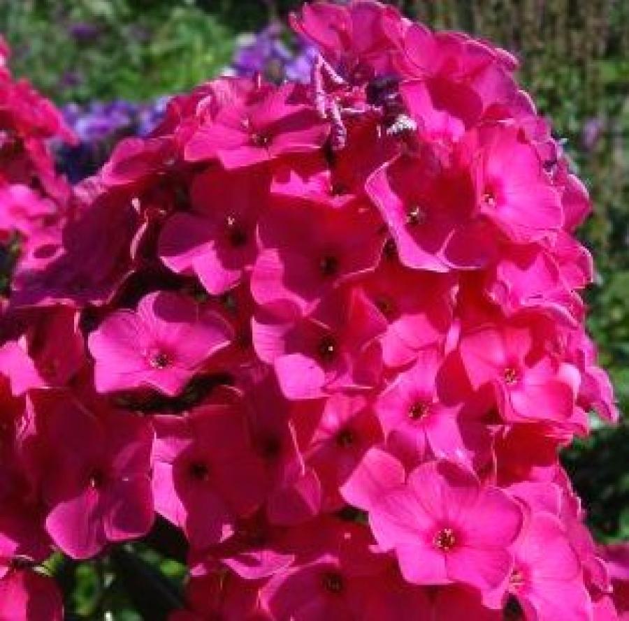 Флокс метельчатый Елена /Phlox paniculata Helena P1.5