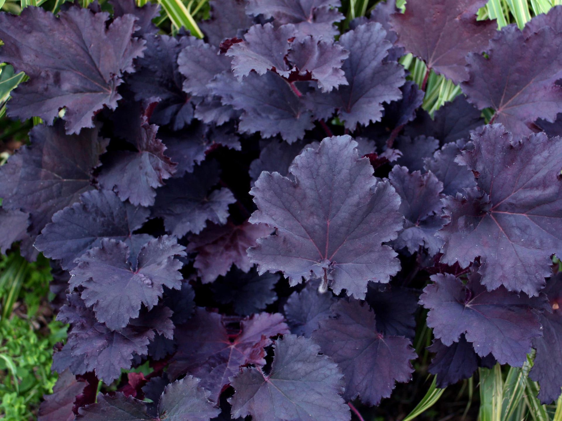 Гейхера гибридная Бинош/Heuchera hybrid Binoche Р1,5