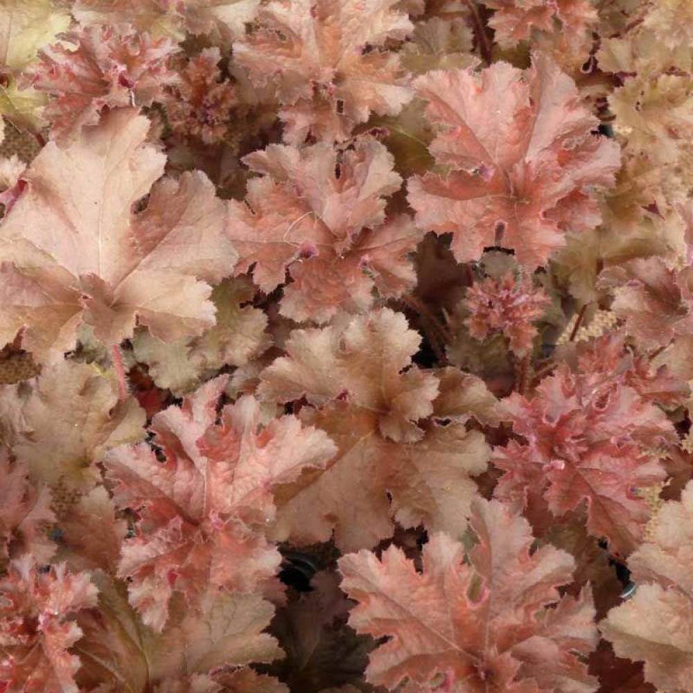 Гейхера гибридная Капучино/Heuchera hybrid Cappuccino Р1,5