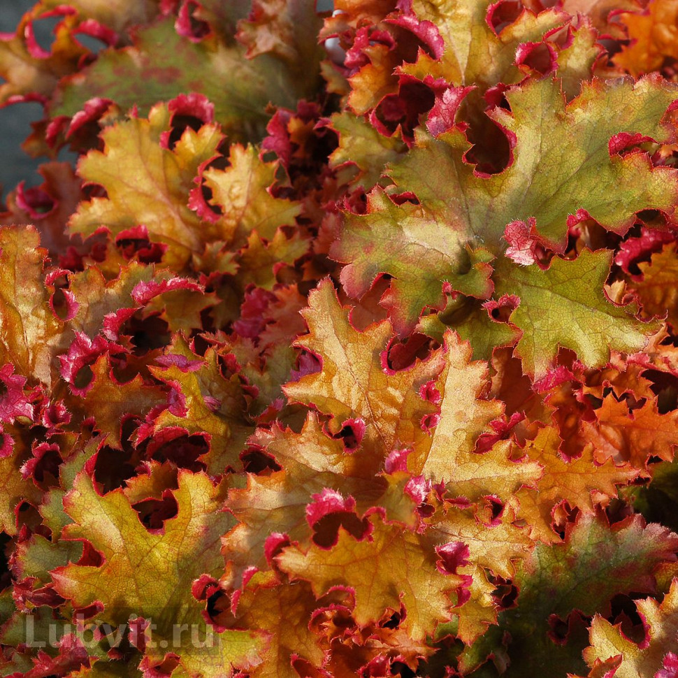 Гейхера гибридная Зиппер/Heuchera hybrid Zipper Р1,5