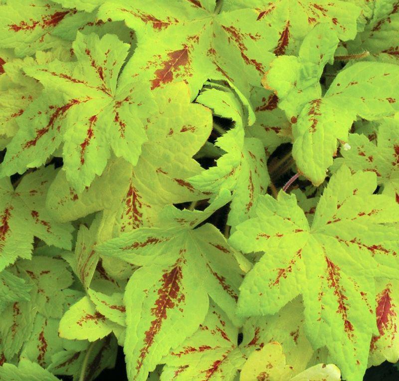 Гейхерелла Санрайз Фолз/Heucherella  Sunrise  Falls Р1,5