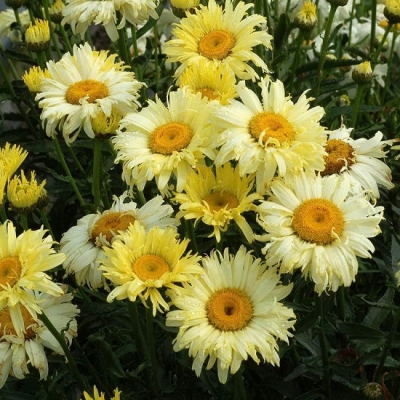 Нивяник великолепный Голдсмит/Leucanthemum superbum Goldsmith P1,5
