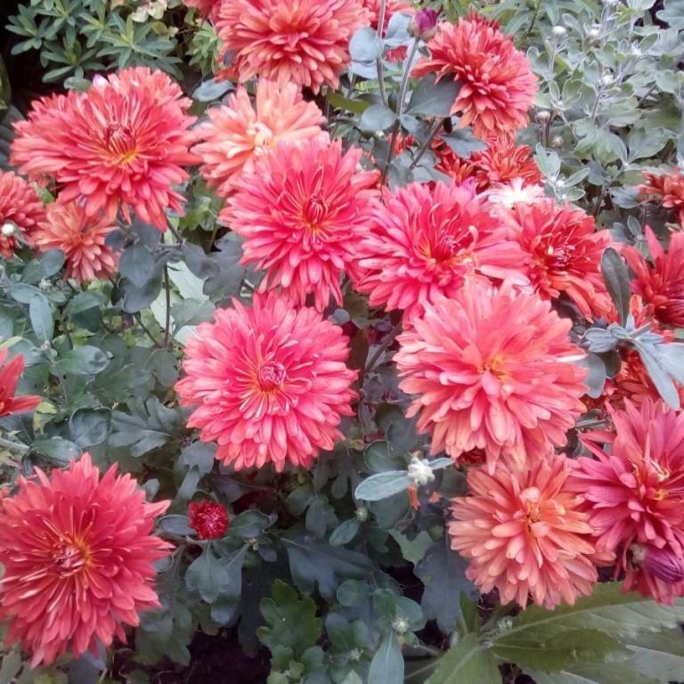 Хризантема корейская Ватра/Chrysanthemum coreanum Vatra p1.5