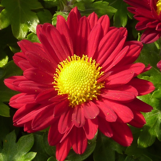 Хризантема корейская Красная Ромашка/Chrysanthemum coreanum Krasnaya Romashka p1.5