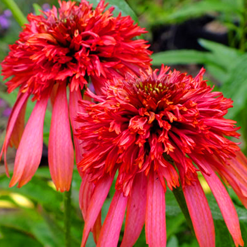 Эхинацея пурпурная Гуава Айс/Echinacea purpurea Guava Icel Р1,5