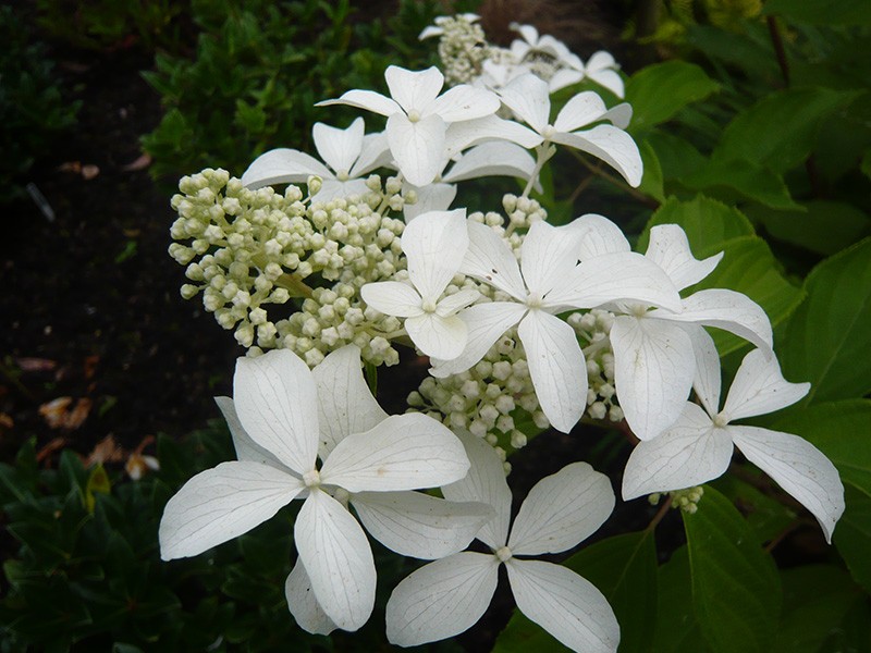 Гортензия метельчатая Грэйт Стар/Hydrangea paniculata Great Star С3