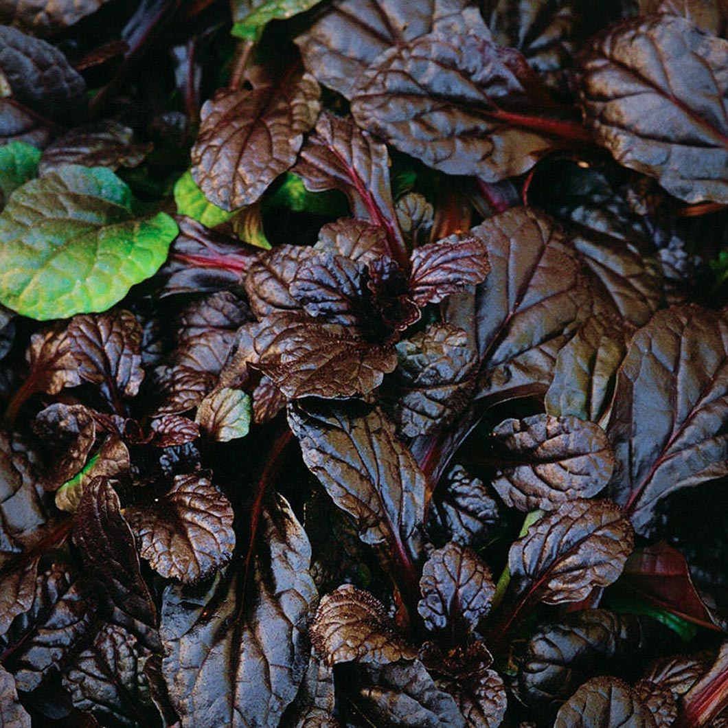 Живучка ползучая Махагони/Ajuga reptansi Mahagoni Р1,5