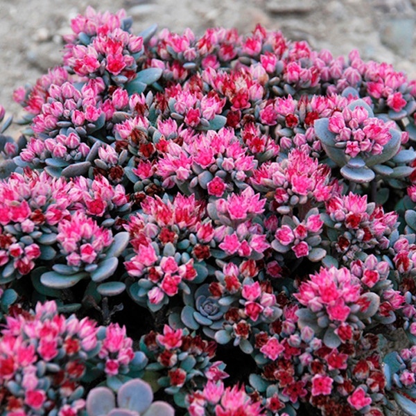 Очиток гибридный Санспаркл Блю Эльф/Sedum hybride Sunsparkler Blue Elf Р1,5