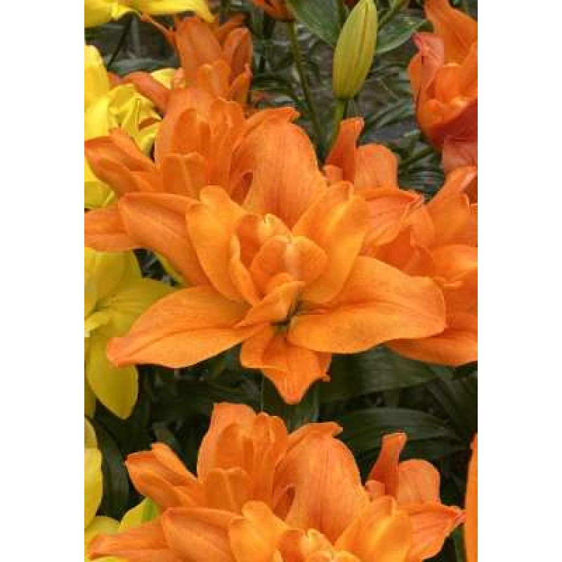 Лилия Дьюс/Lilium Deuce P2