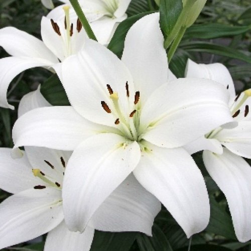 Лилия Тосканини/Lilium Toscanini Р2