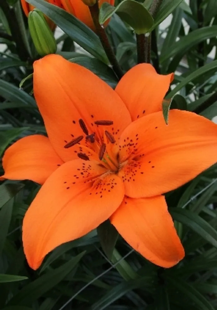 Лилия Трезор/Lilium Tresor Р2