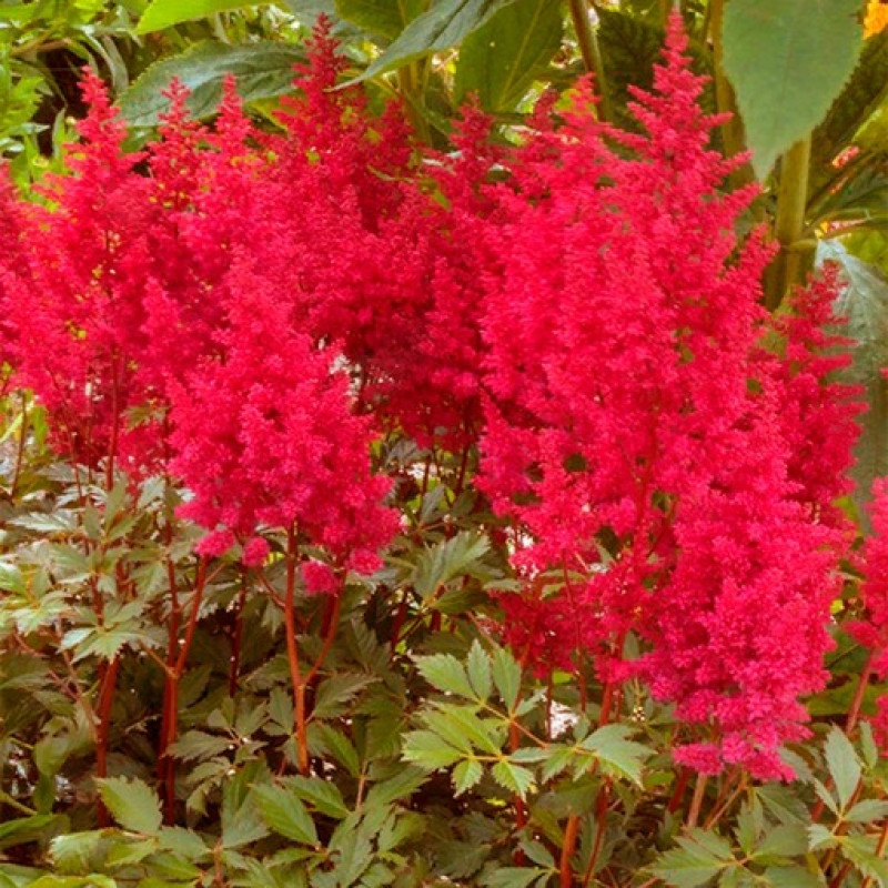 Астильба гибридная Гоу Гоу Рэд/Astilbe Go Go Red Р1,5