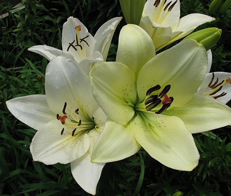 Лилия Эрколано/Lilium Ercolano Р2