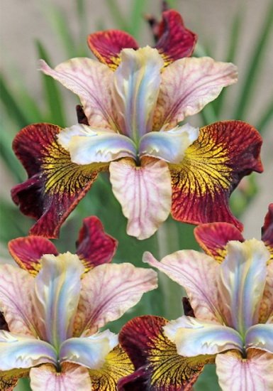 Ирис сибирский Лауфинг Бьюти/Iris sibirica Laughing Beauty Р1,5