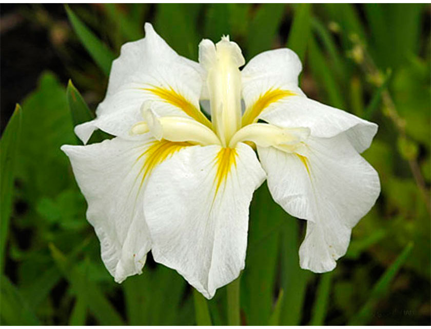 Ирис мечевидный (японский) Уайт Леди/Iris Ensata White Ladies  Р1,5
