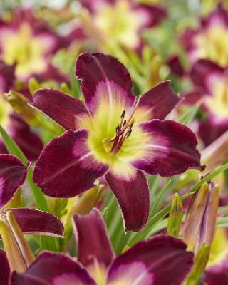 Лилейник гибридный Лонгфилдс Модел/Hemerocalis hybrida Longfields Model P1,5