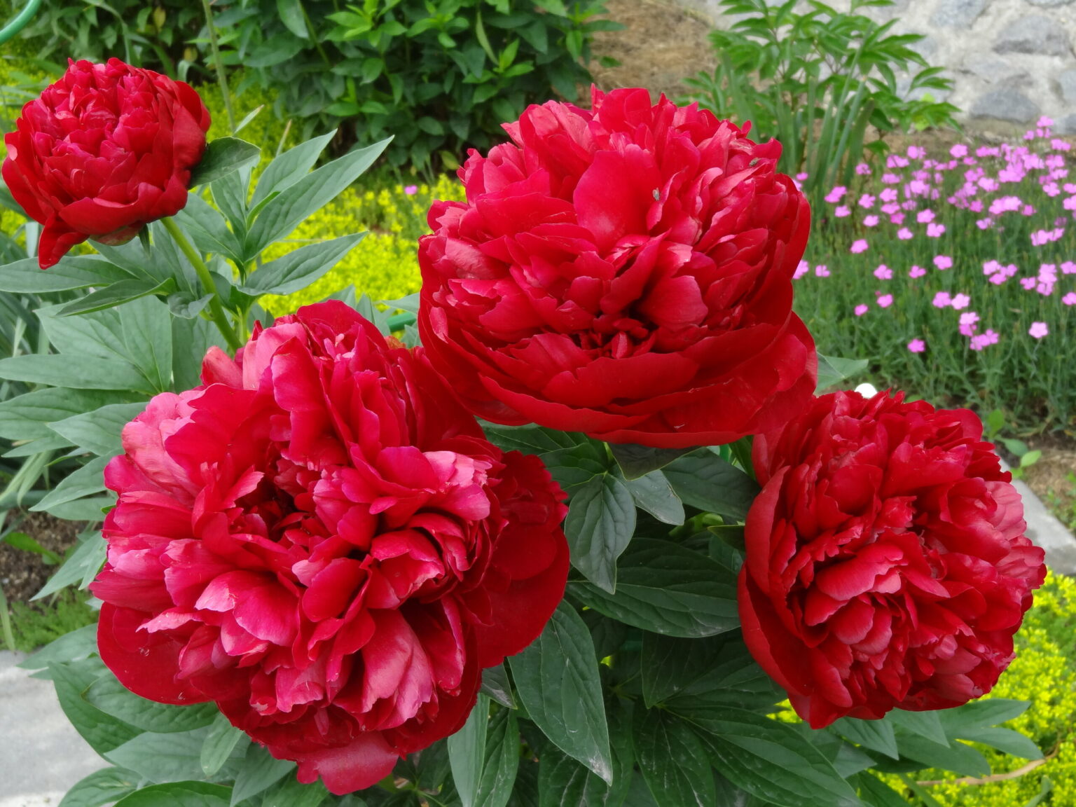 Пион молочноцветковый Адольф Руссо/ Paeonia lactiflora Adolphe Rousseau С3