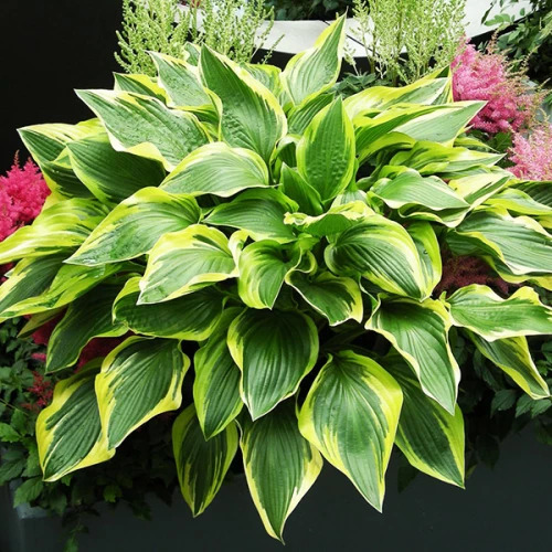 Хоста гибридная Дон Стивенс/Hosta hybrid Don Stivens Р1,5