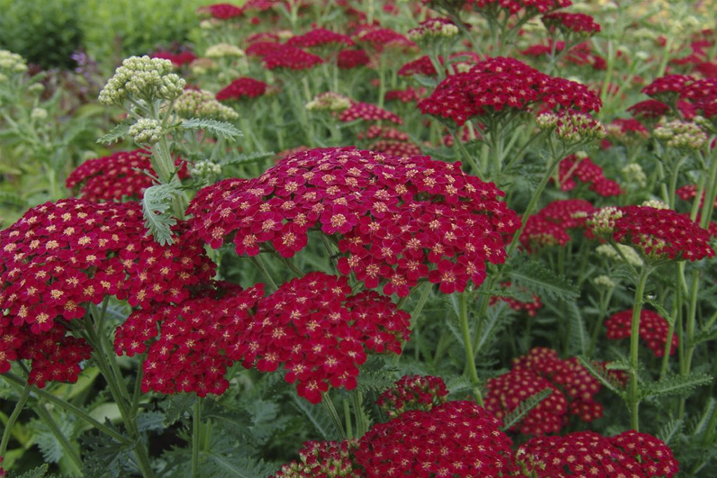 Тысячелистник обыкновенный Ред Вельвет /Achillea millefolium Red Velvet Р1,5