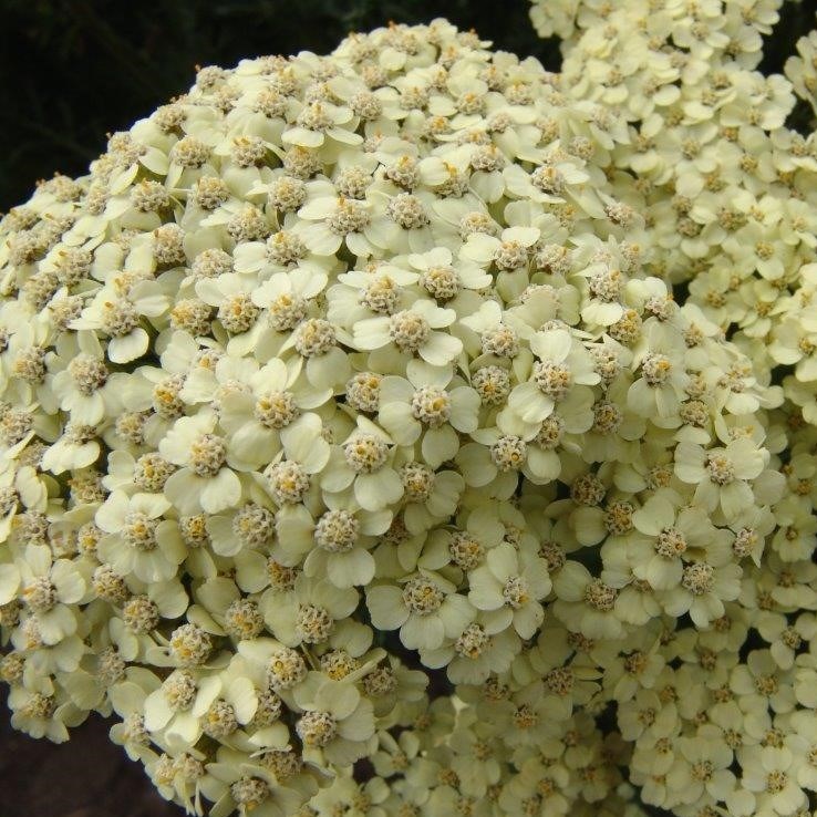 Тысячелистник обыкновенный Крел де ля Крем/Achillea millefoliumRainbow Creme de la Creme Р1,5