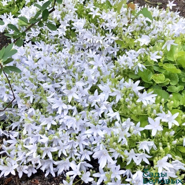 Колокольчик ПожарскогоСильберген/Campanula poscharskyana Silbergen Р1,5