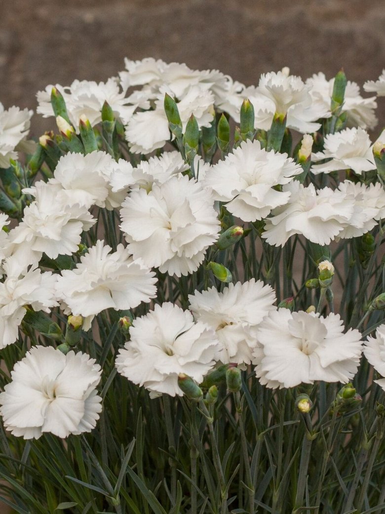 Гвоздика перистая Ангел оф Пьюрити /Dianthus plumarius Angel of Purity Р1,5