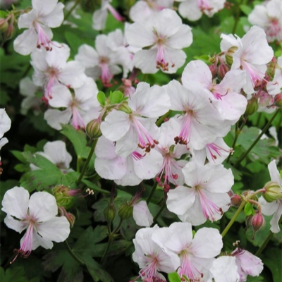 Герань кантабрийская Биоково/Geranium cantabrigiense Biokovo Р1,5