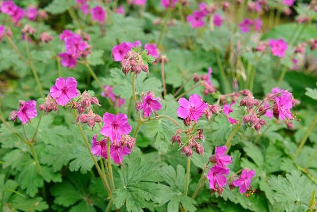Герань крупнокорневищная Чакор/Geranium macrorrhizum Czakor Р1,5