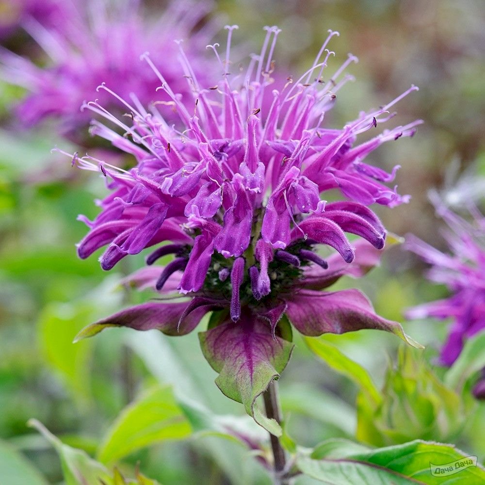 Монарда гибридная Блаумштрамф/Monarda hybrida Blaustrumpf Р1,5