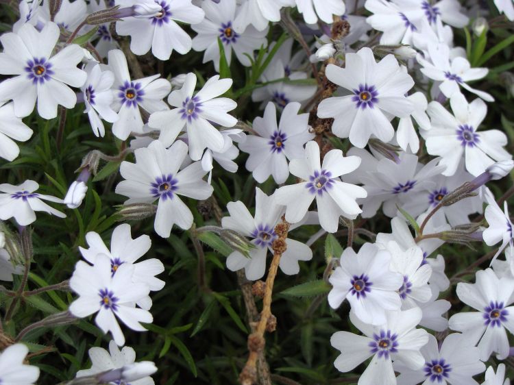 Флокс шиловидный Бавария/Phlox subulata Bavaria Р1,5