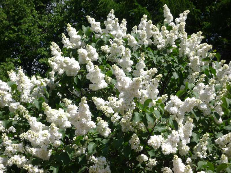 Сирень обыкновенная Мадам Лемуан/Syringa vulgaris Madame Lemoine 80-100 С10