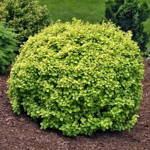 Барбарис Тунберга Голден Дивайн/Berberis thunbergii Golden Devine10-20  C3