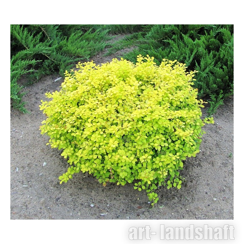 Барбарис Тунберга Голден Цверг/ Berberis thunbergii Golden  Zverg 10-20  C3