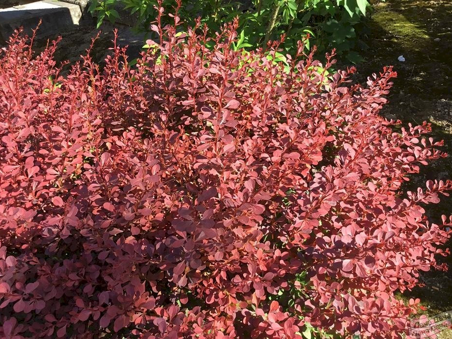 Барбарис Тунберга Ред Берд/Berberis thunbergii Bird15-20 C3