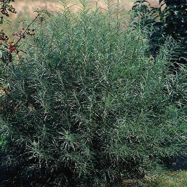 Ива розмаринолистная /Salix rosmarinifoliа 40-50  С3