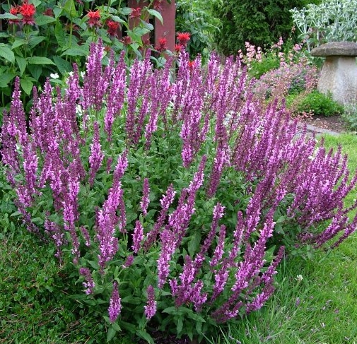 Шалфей (сальвия) дубравный Роуз Квин/Salvia nemorosa Rose Queen Р1,5