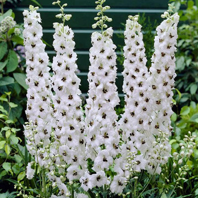 Дельфиниум высокий Мейджик Фонтейн Вайт Дак Би/Delphinium elatum Magic Fountains White Dark Bee P1.5