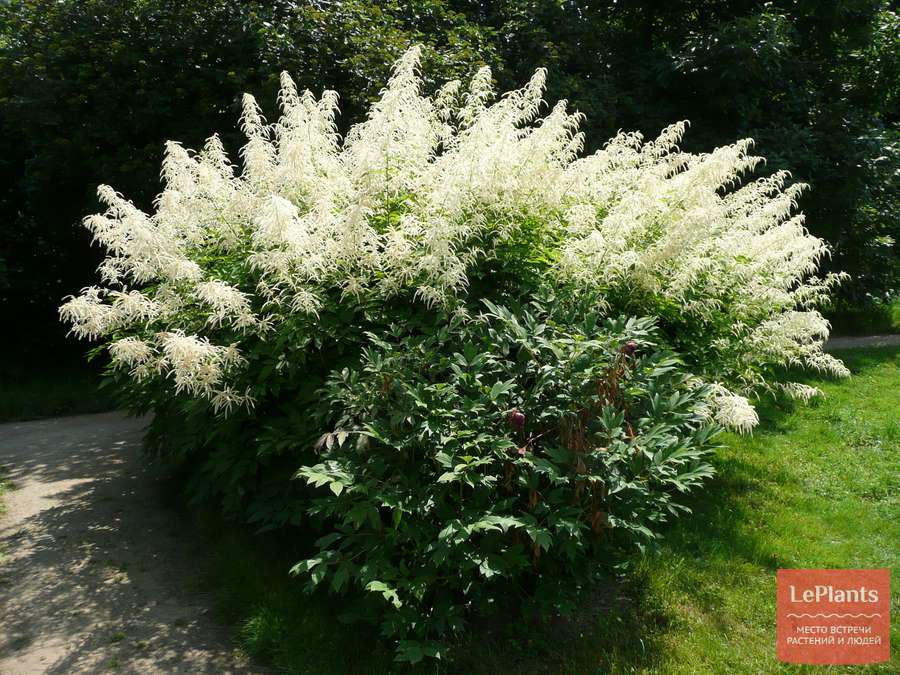 Арункус(волжанка) двудомный/Aruncus dioicus С2