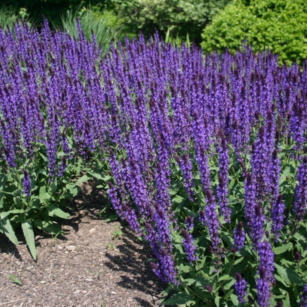 Шалфей (сальвия) дубравный Сальватор Блю/Salvia nemorosa Salvatore Blue Р1,5