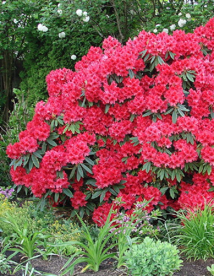 Рододендрон гибридный Марианна фон Вацзеккер//Rhododendron hybrid PMarianna v. Weizsacker С3