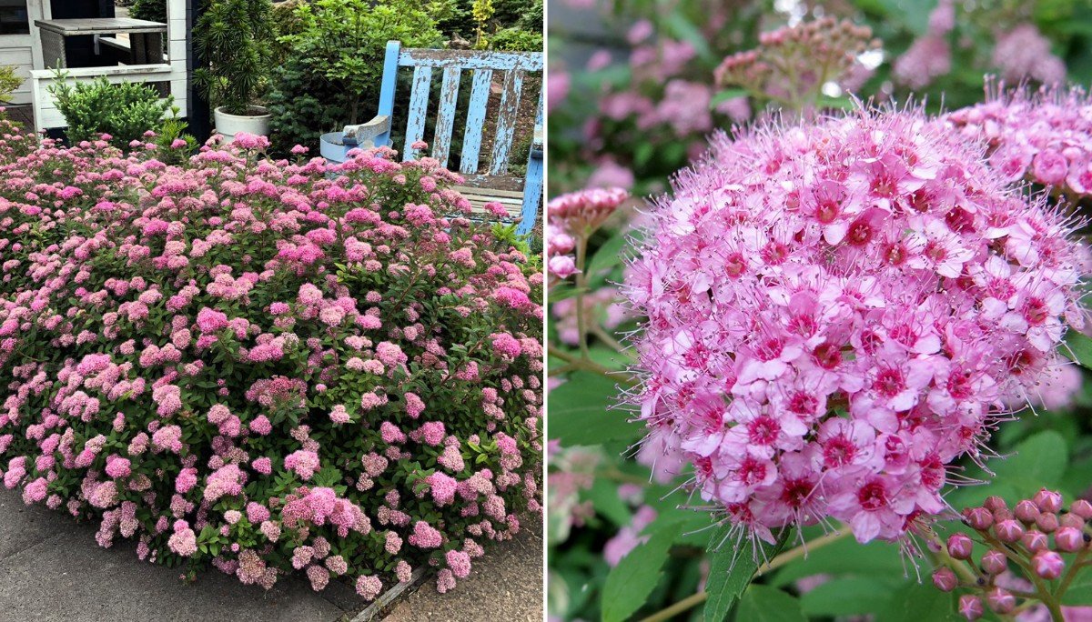 Спирея березолистная Пинк Спарклер /Spiraea betulifolia Pink Sparkler 40-50 С5