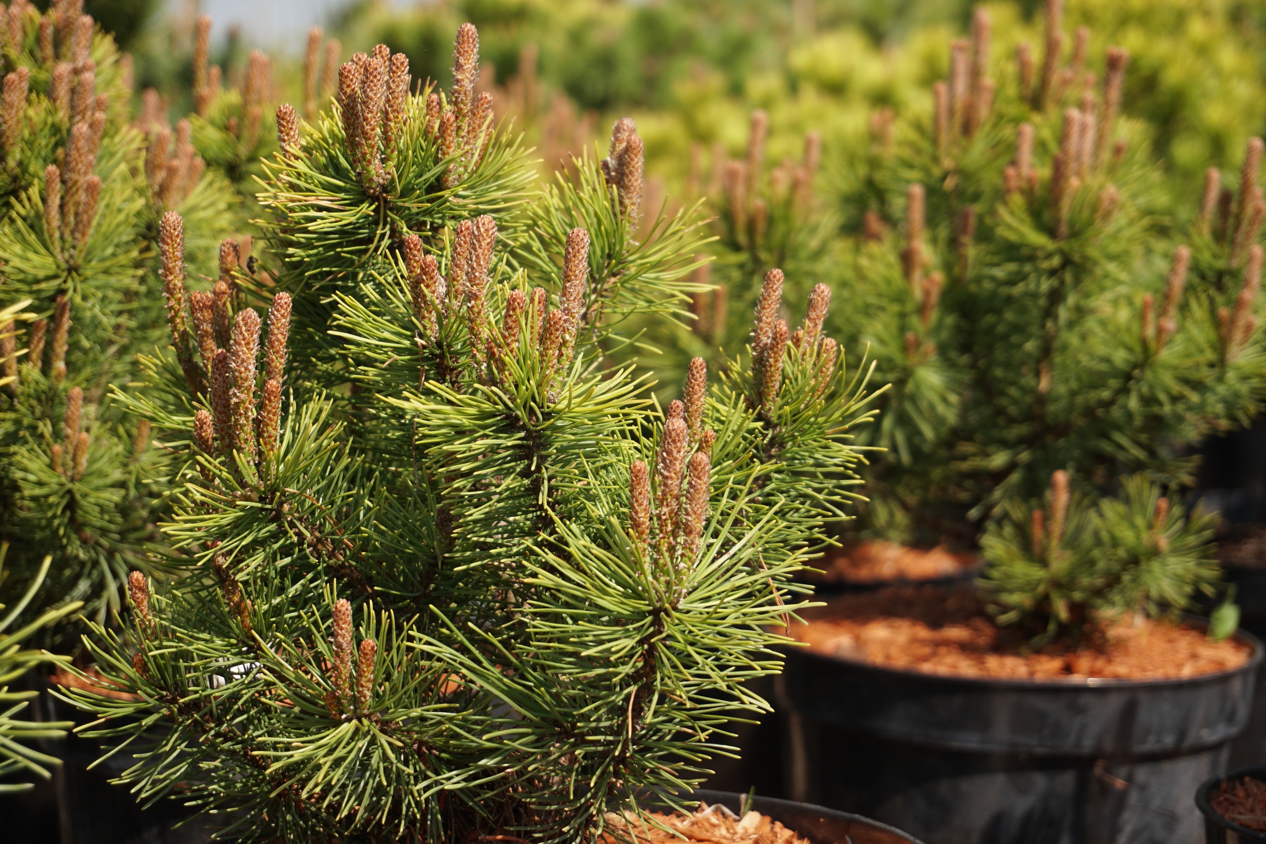 Сосна/Pinus - Хвойные - Садовый центр ЛЕТО