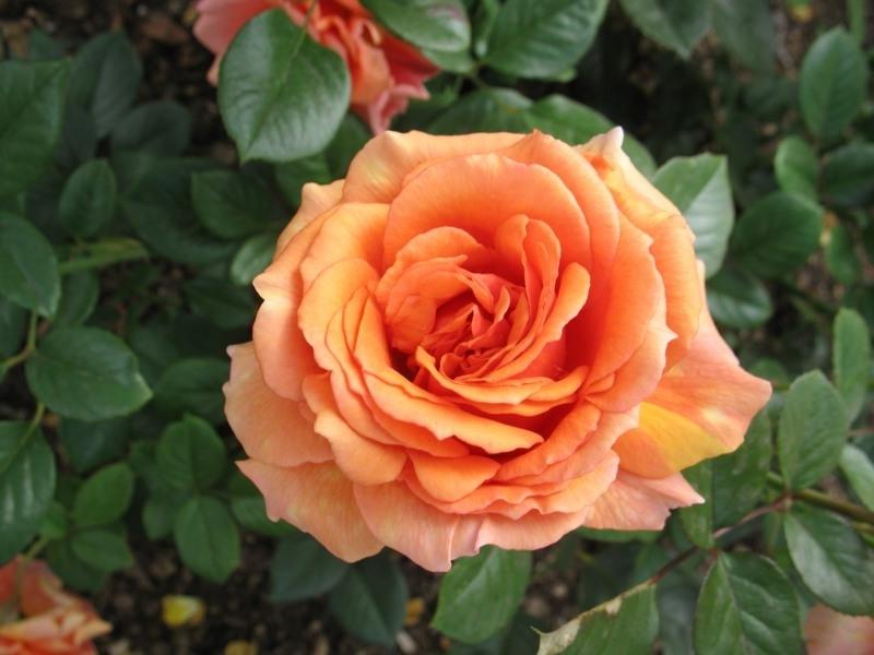 Старые сорта роз. Сейма гарден садовый центр каталог