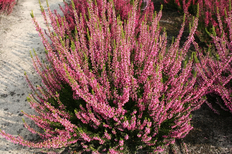 Calluna vulgaris Alicia