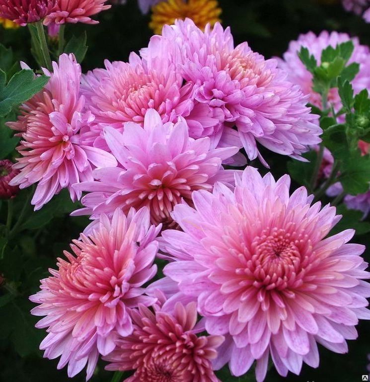 Хризантема Chrysanthemum