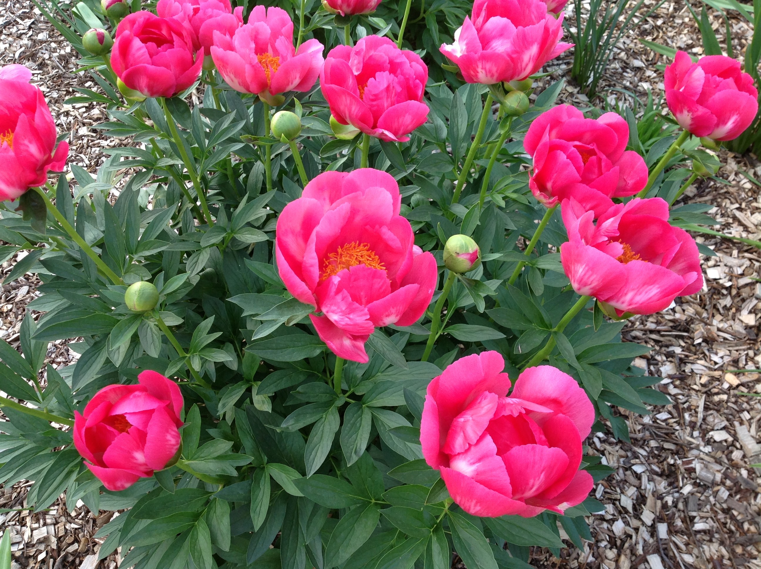 Пион флейм фото Пион молочноцветковый/Paeonia lactiflora - Пион/Paeonia - Садовый центр ЛЕТО