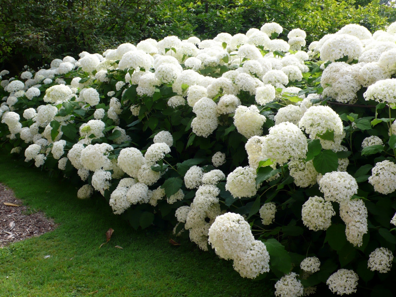 Гортензия древовидная (Hydrangea arborescens `Annabelle`)